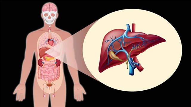 Advances in Liver Cancer Treatment: What’s New?
